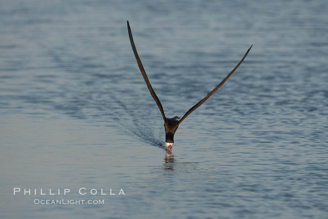 Black skimmer forages by flying over shallow water with its lower mandible dipping below the surface for small fish. San Diego Bay National Wildlife Refuge, California, USA, Rynchops niger, natural history stock photograph, photo id 17432
