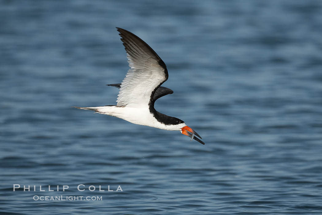 Black skimmer forages by flying over shallow water with its lower mandible dipping below the surface for small fish. San Diego Bay National Wildlife Refuge, California, USA, Rynchops niger, natural history stock photograph, photo id 17444