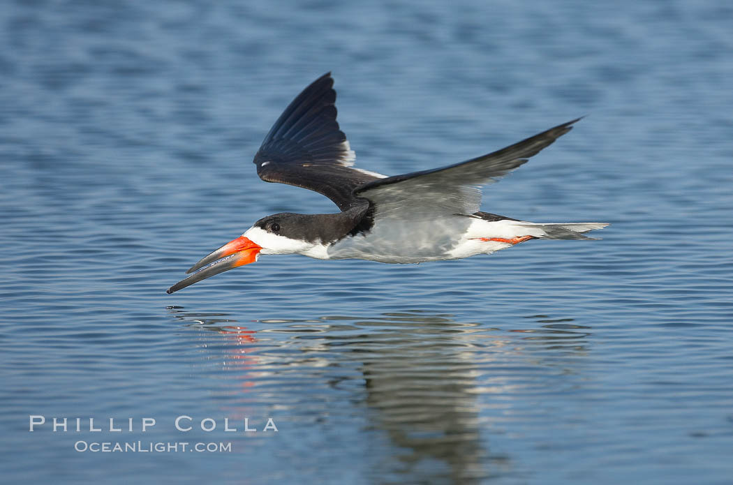 Black skimmer forages by flying over shallow water with its lower mandible dipping below the surface for small fish. San Diego Bay National Wildlife Refuge, California, USA, Rynchops niger, natural history stock photograph, photo id 17423
