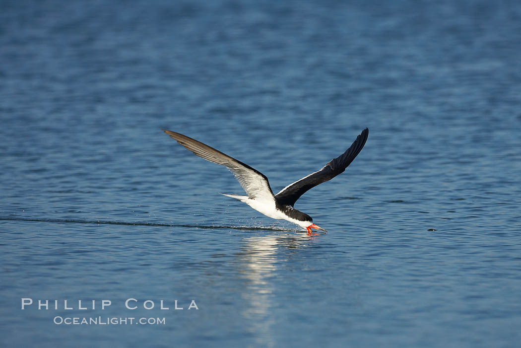 Black skimmer forages by flying over shallow water with its lower mandible dipping below the surface for small fish. San Diego Bay National Wildlife Refuge, California, USA, Rynchops niger, natural history stock photograph, photo id 17435