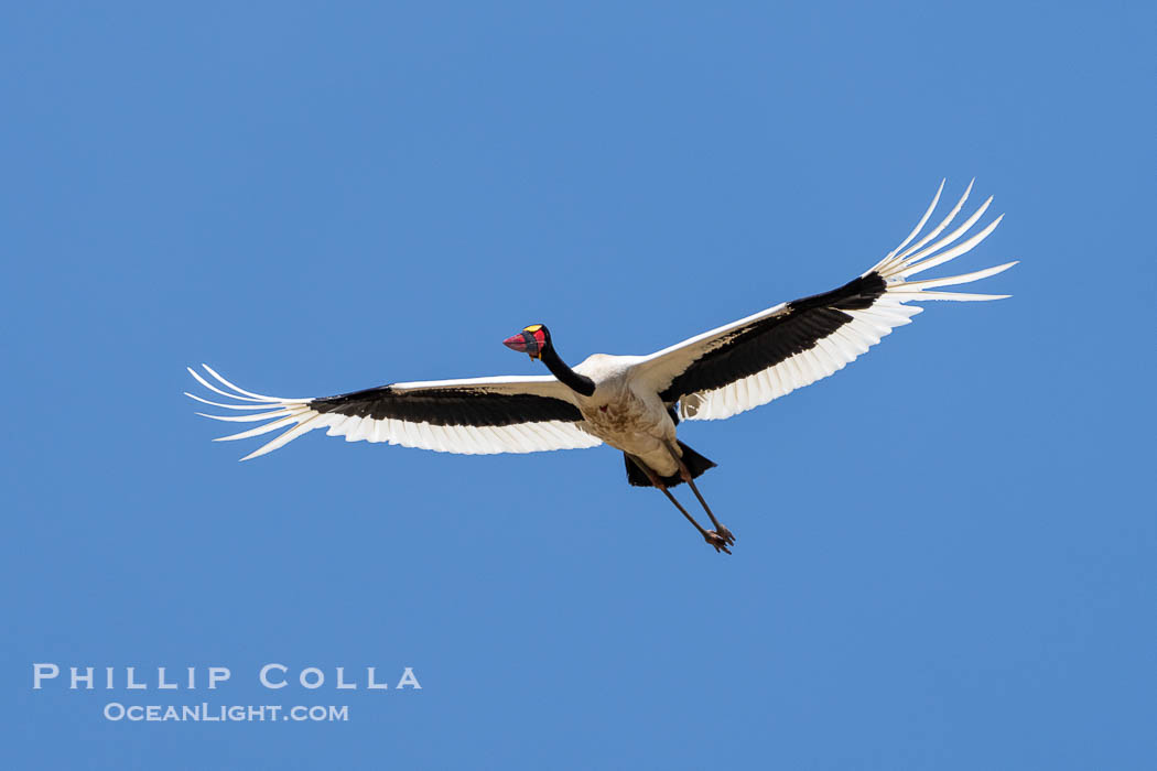 Saddle-Billed Stork in flight, Masai Mara, Kenya. Maasai Mara National Reserve, Ephippiorhynchus senegalensis, natural history stock photograph, photo id 39745