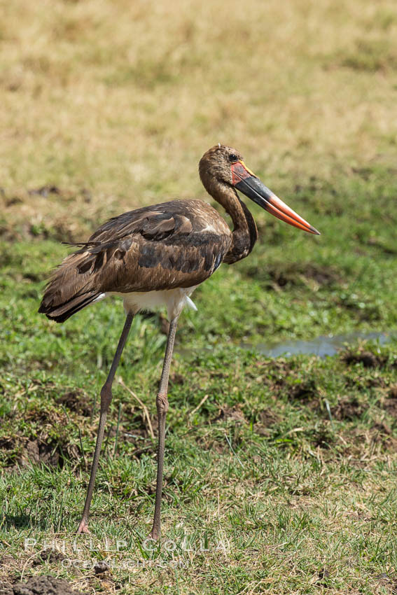 Saddle-billed stork, Meru National Park, Kenya., Ephippiorhynchus senegalensis, natural history stock photograph, photo id 29723