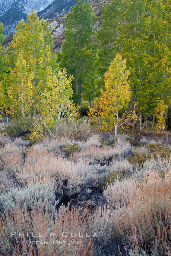 Sage brush and aspen trees, autumn, in the shade of Bishop Creek Canyon in the Sierra Nevada. Bishop Creek Canyon Sierra Nevada Mountains, California, USA, Populus tremuloides, natural history stock photograph, photo id 26075