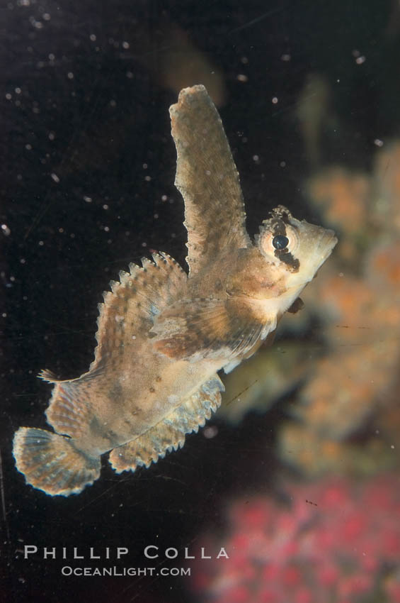 Sailfin sculpin., Nautichthys oculofasciatus, natural history stock photograph, photo id 07894