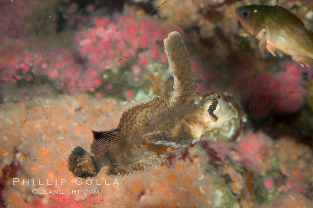 Sailfin sculpin., Nautichthys oculofasciatus, natural history stock photograph, photo id 07898