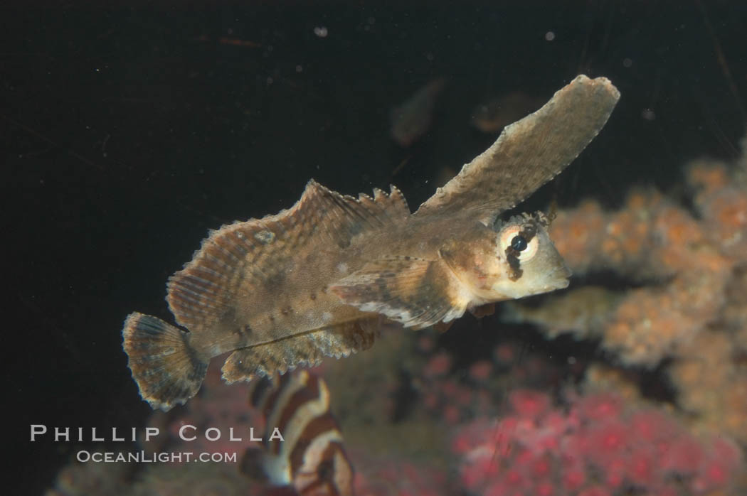 Sailfin sculpin., Nautichthys oculofasciatus, natural history stock photograph, photo id 07896