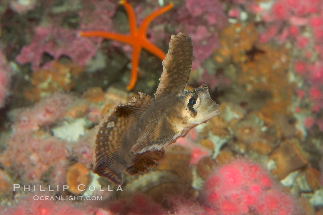 Sailfin sculpin., Nautichthys oculofasciatus, natural history stock photograph, photo id 07900