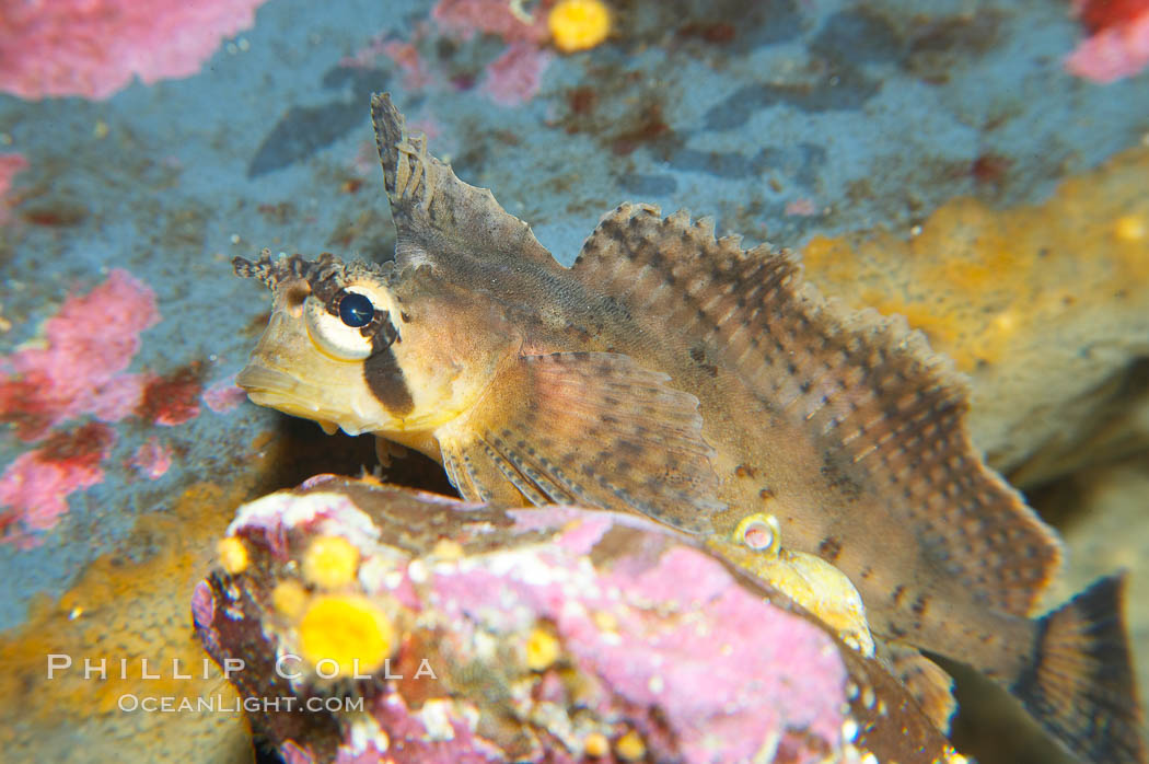 Sailfin sculpin., Nautichthys oculofasciatus, natural history stock photograph, photo id 13704