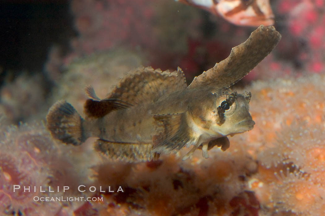 Sailfin sculpin., Nautichthys oculofasciatus, natural history stock photograph, photo id 07895