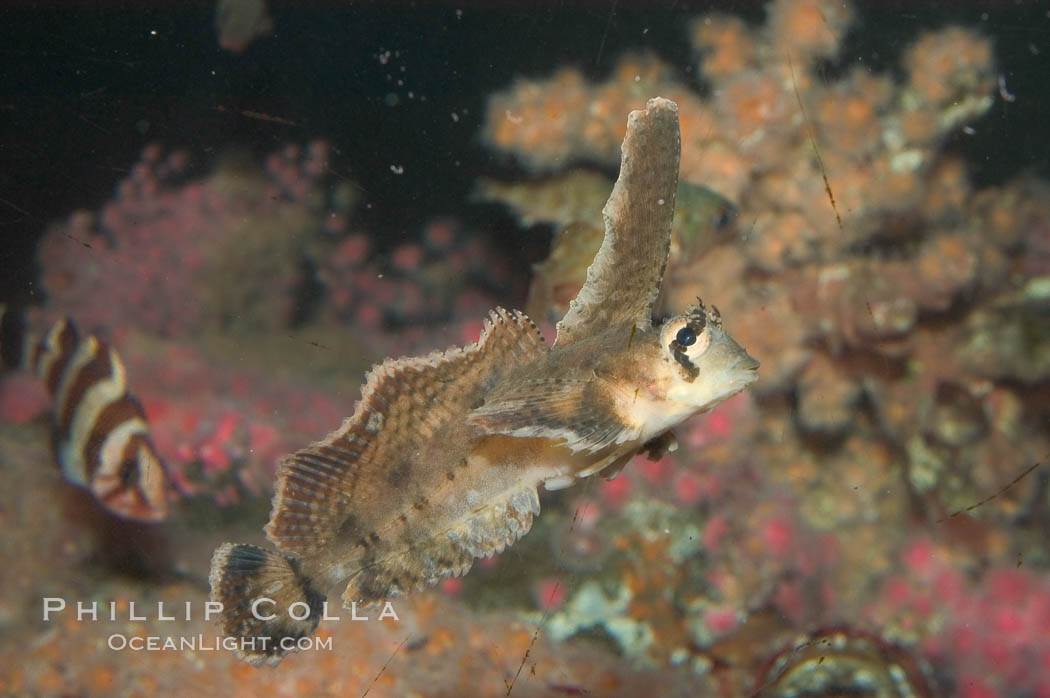 Sailfin sculpin., Nautichthys oculofasciatus, natural history stock photograph, photo id 07899