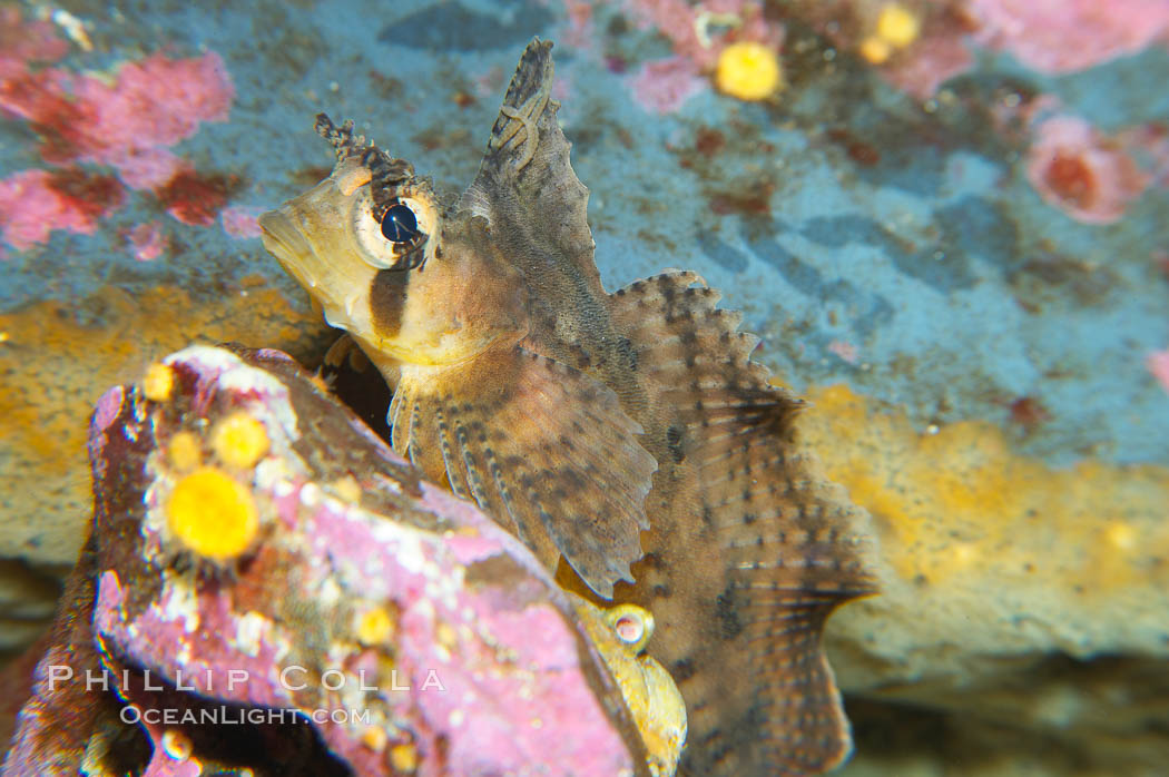 Sailfin sculpin., Nautichthys oculofasciatus, natural history stock photograph, photo id 13703