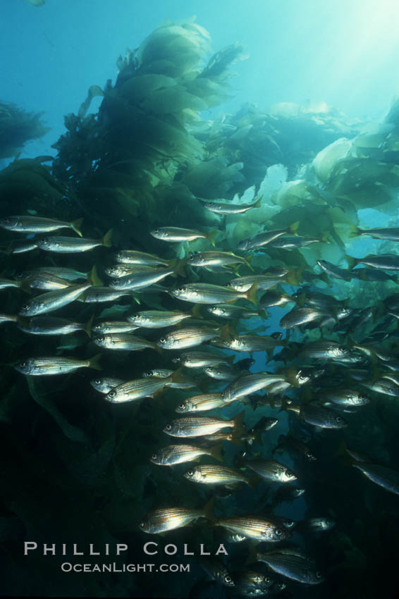 Salema and kelp. Catalina Island, California, USA, Macrocystis pyrifera, Xenistius californiensis, natural history stock photograph, photo id 00618