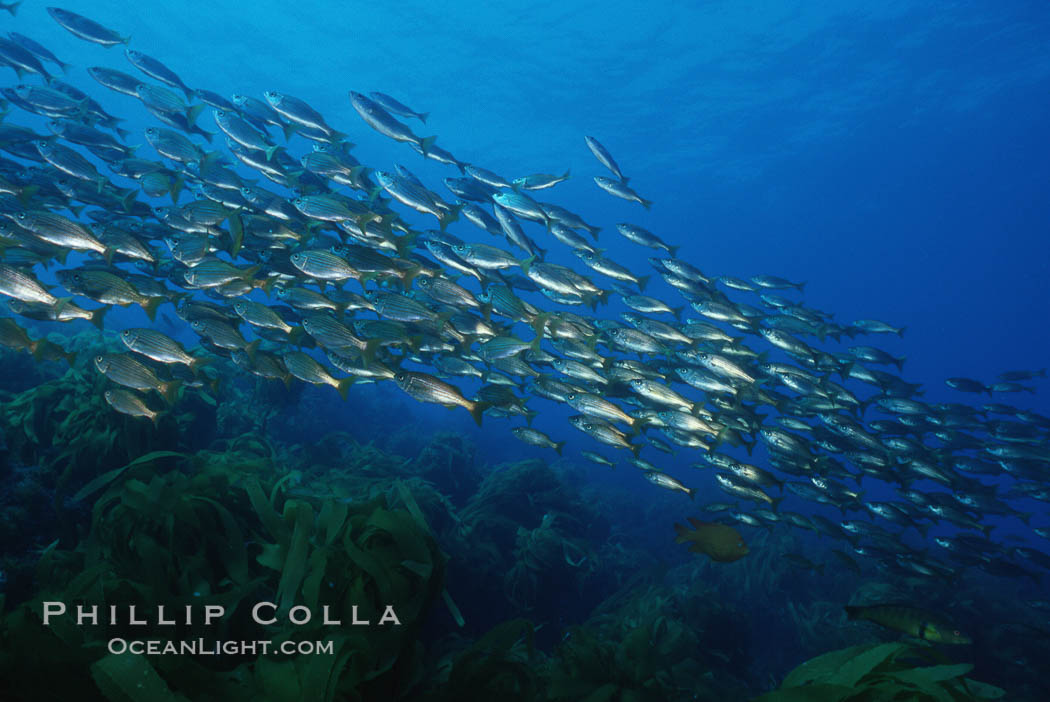 Salema. Catalina Island, California, USA, Xenistius californiensis, natural history stock photograph, photo id 05166