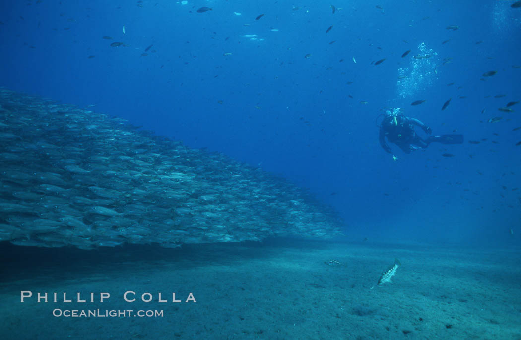 Diver and salema. Catalina Island, California, USA, Xenistius californiensis, natural history stock photograph, photo id 02424