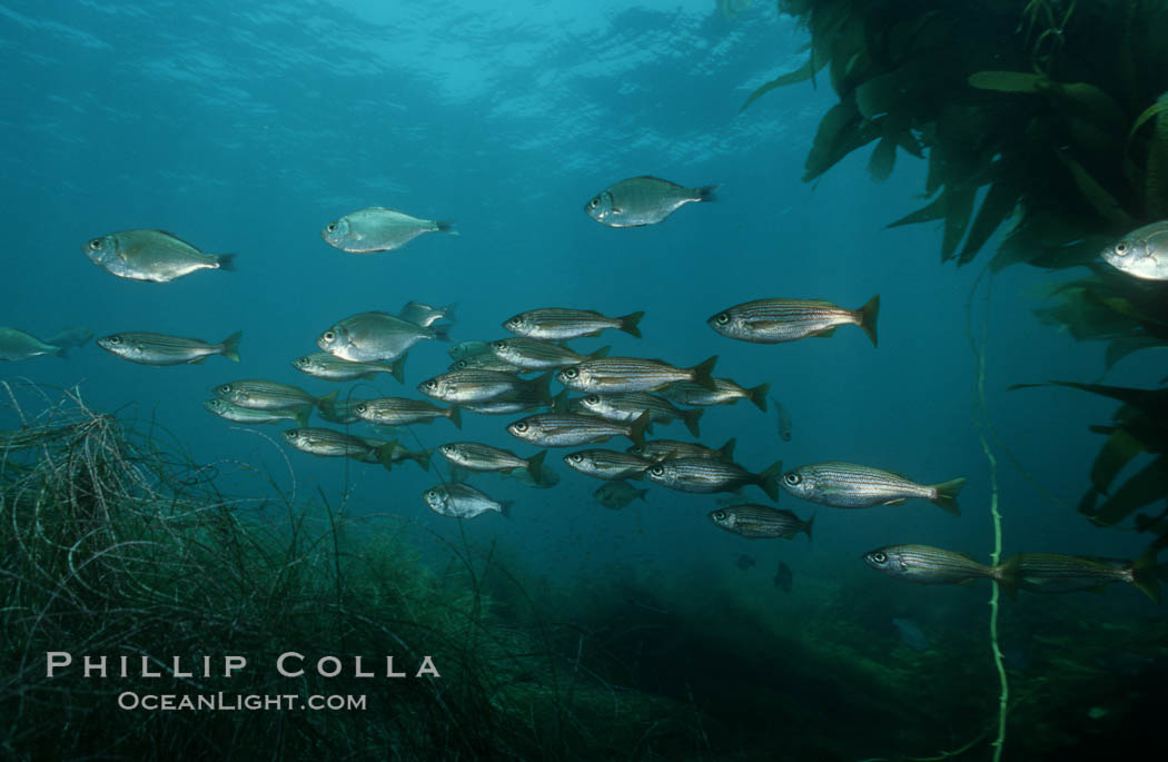 Salema, San Benito Islands. San Benito Islands (Islas San Benito), Baja California, Mexico, Xenistius californiensis, natural history stock photograph, photo id 07073