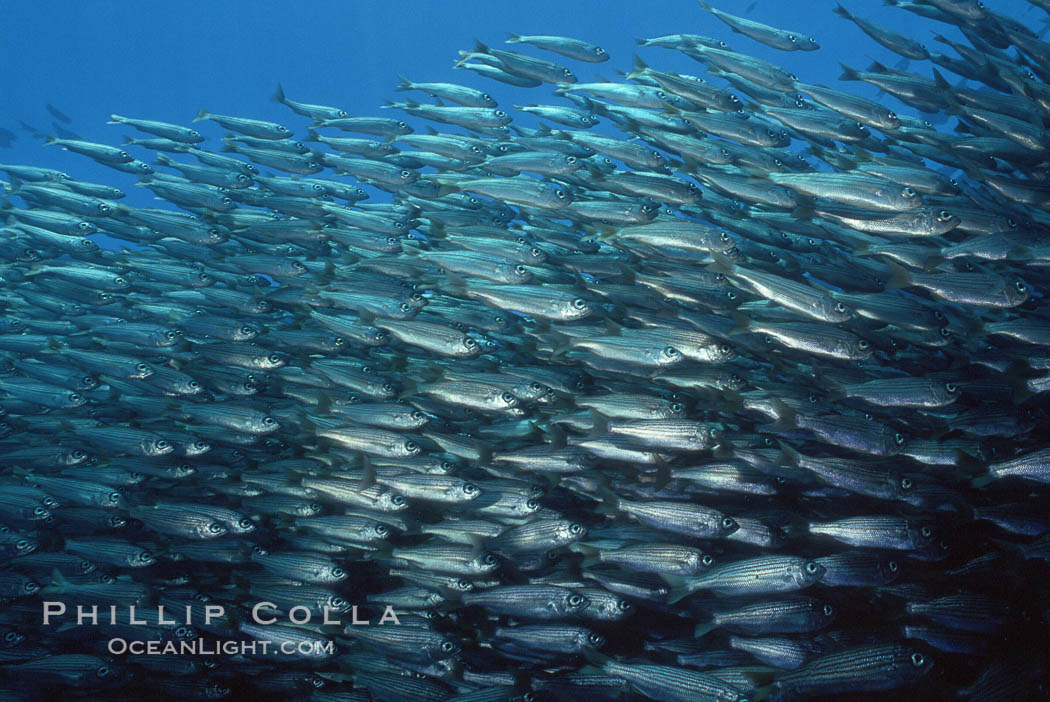 Salema. Catalina Island, California, USA, Xenistius californiensis, natural history stock photograph, photo id 05180