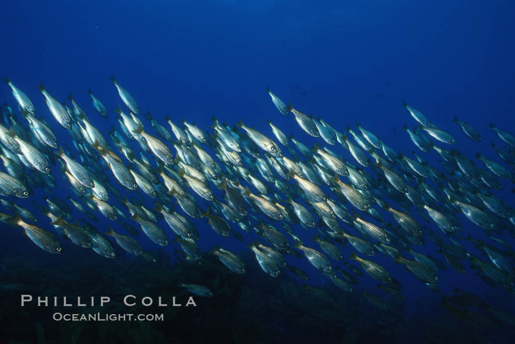 Salema. Catalina Island, California, USA, Xenistius californiensis, natural history stock photograph, photo id 05167