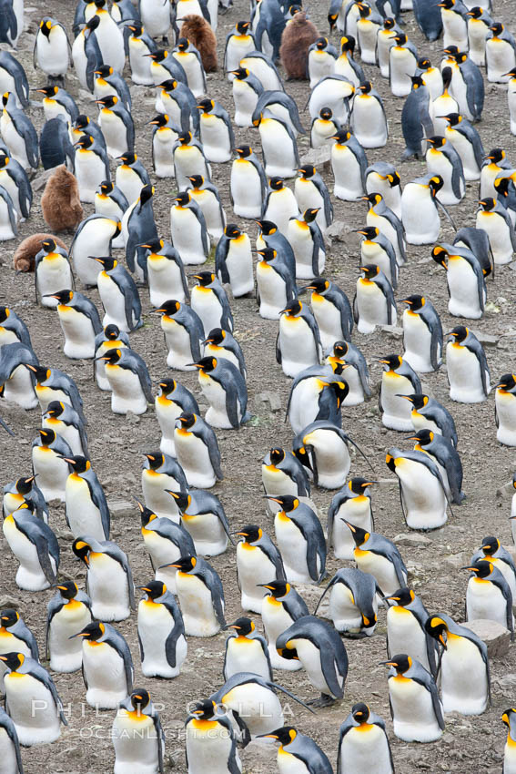 King penguin colony. Over 100,000 pairs of king penguins nest at Salisbury Plain, laying eggs in December and February, then alternating roles between foraging for food and caring for the egg or chick. South Georgia Island, Aptenodytes patagonicus, natural history stock photograph, photo id 24434