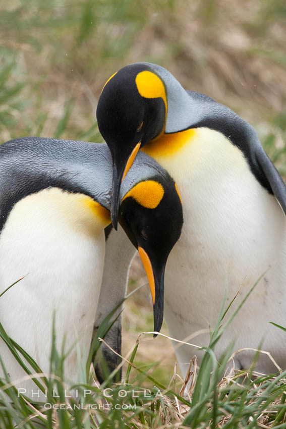 King penguin, mated pair courting, displaying courtship behavior including mutual preening, Aptenodytes patagonicus, Salisbury Plain