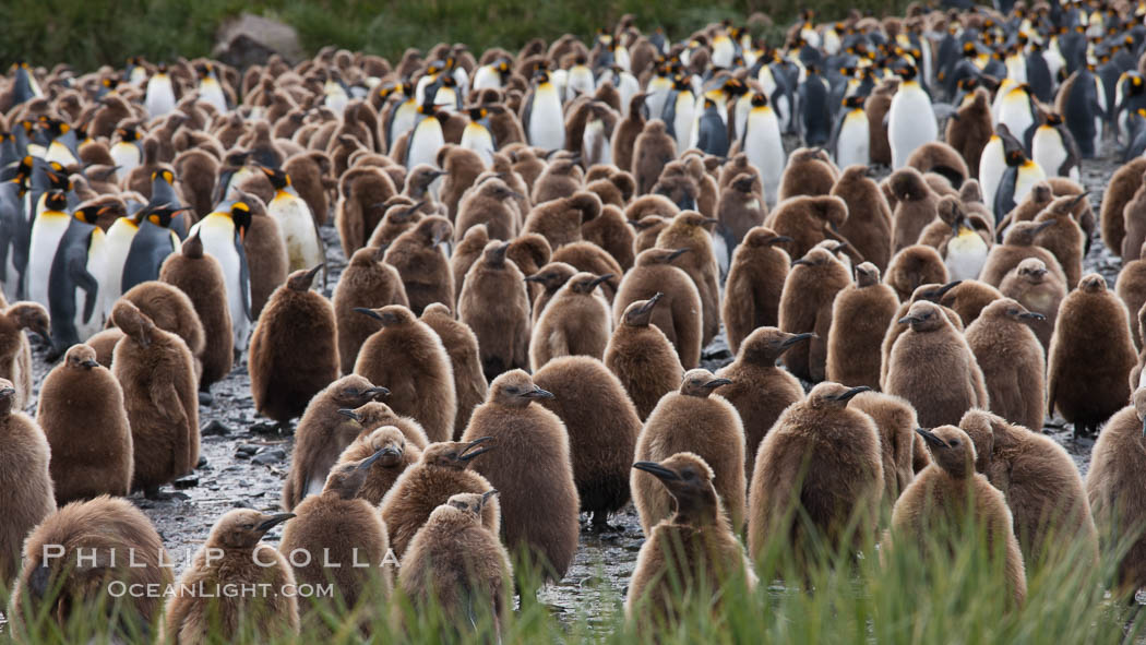 King penguins at Salisbury Plain.  Silver and black penguins are adults, while brown penguins are 'oakum boys', juveniles named for their distinctive fluffy plumage that will soon molt and taken on adult coloration. South Georgia Island, Aptenodytes patagonicus, natural history stock photograph, photo id 24452