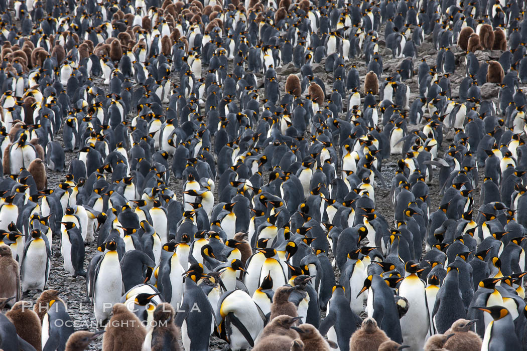 King penguin colony. Over 100,000 pairs of king penguins nest at Salisbury Plain, laying eggs in December and February, then alternating roles between foraging for food and caring for the egg or chick. South Georgia Island, Aptenodytes patagonicus, natural history stock photograph, photo id 24451