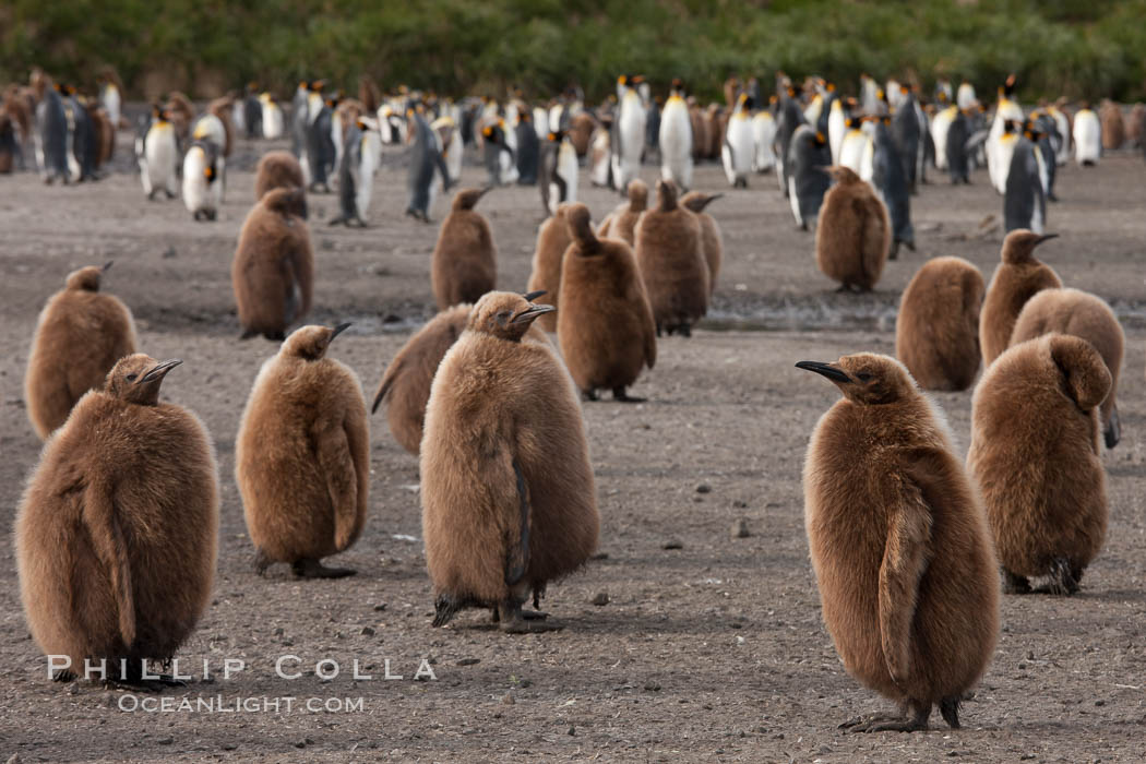 Oakum boys, juvenile king penguins at Salisbury Plain, South Georgia Island.  Named 'oakum boys' by sailors for the resemblance of their brown fluffy plumage to the color of oakum used to caulk timbers on sailing ships, these year-old penguins will soon shed their fluffy brown plumage and adopt the colors of an adult., Aptenodytes patagonicus, natural history stock photograph, photo id 24455