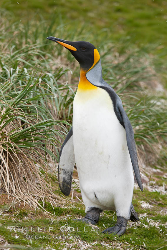 King penguin at Salisbury Plain, Bay of Isles, South Georgia Island., Aptenodytes patagonicus, natural history stock photograph, photo id 24437