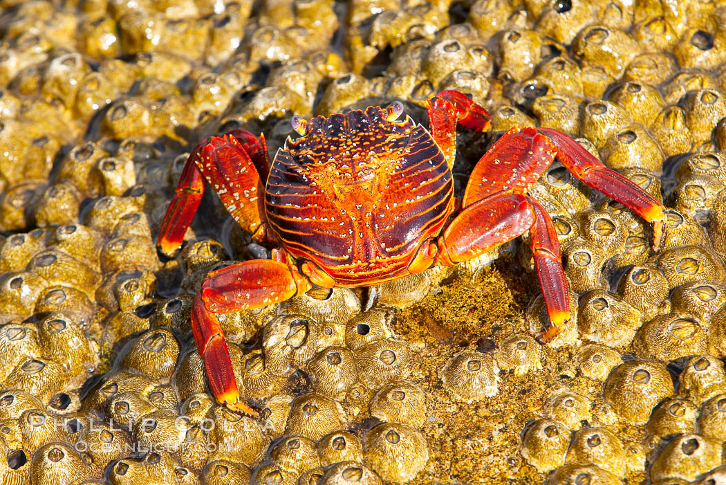 Sally lightfoot crab on barnacles. North Seymour Island, Galapagos Islands, Ecuador, Grapsus grapsus, natural history stock photograph, photo id 16602