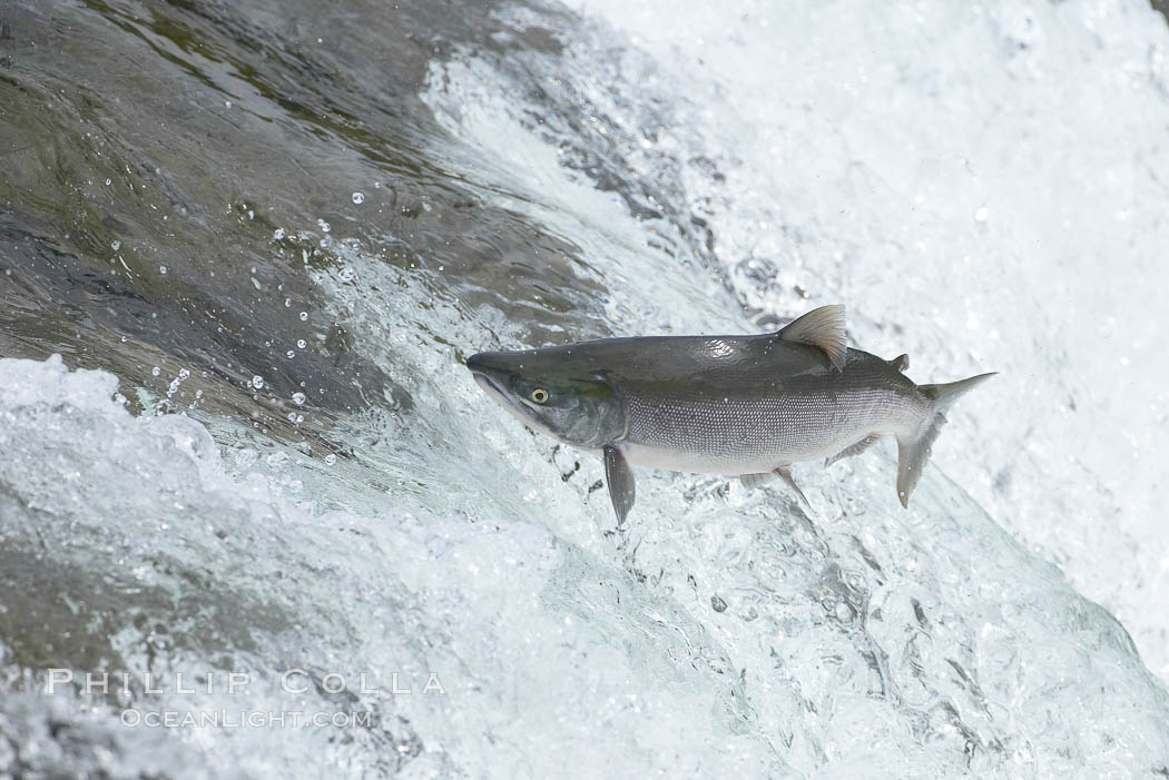 Salmon leap up falls on their upriver journey to spawn, Brooks Falls. Brooks River, Katmai National Park, Alaska, USA, natural history stock photograph, photo id 17366