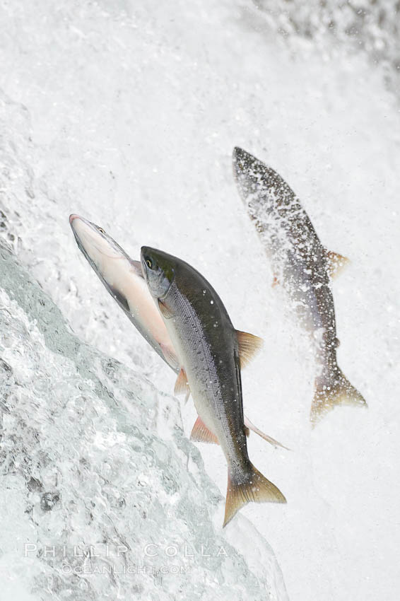 Salmon leap up falls on their upriver journey to spawn, Brooks Falls. Brooks River, Katmai National Park, Alaska, USA, natural history stock photograph, photo id 17368