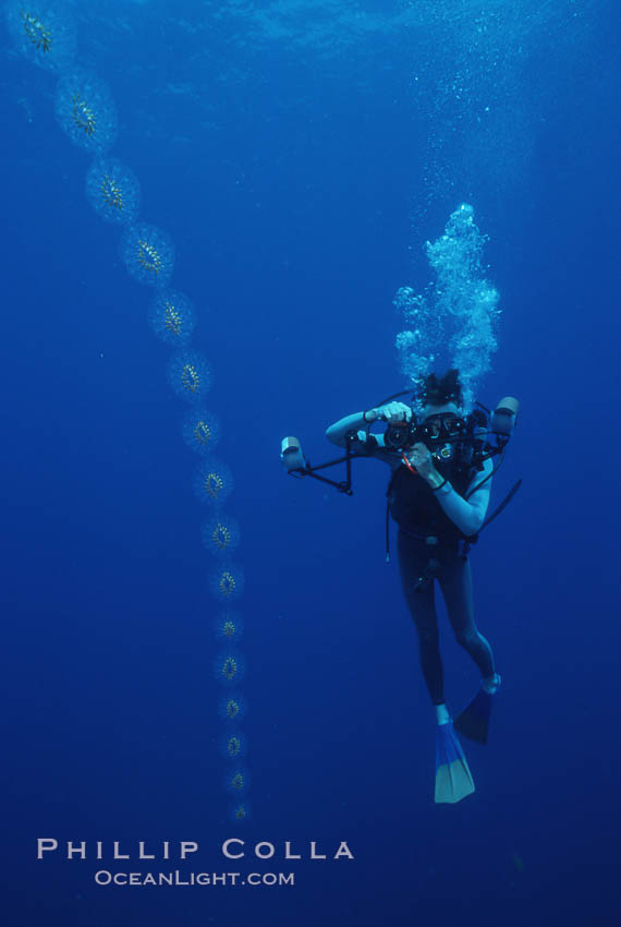 Salp chain and diver, open ocean. San Diego, California, USA, Cyclosalpa affinis, natural history stock photograph, photo id 05344