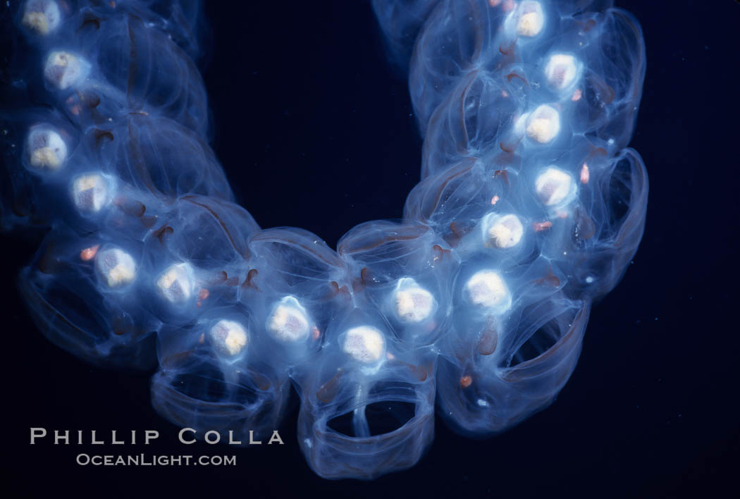 Salp (pelagic tunicate), open ocean. San Diego, California, USA, Pegea confoederata, natural history stock photograph, photo id 05808