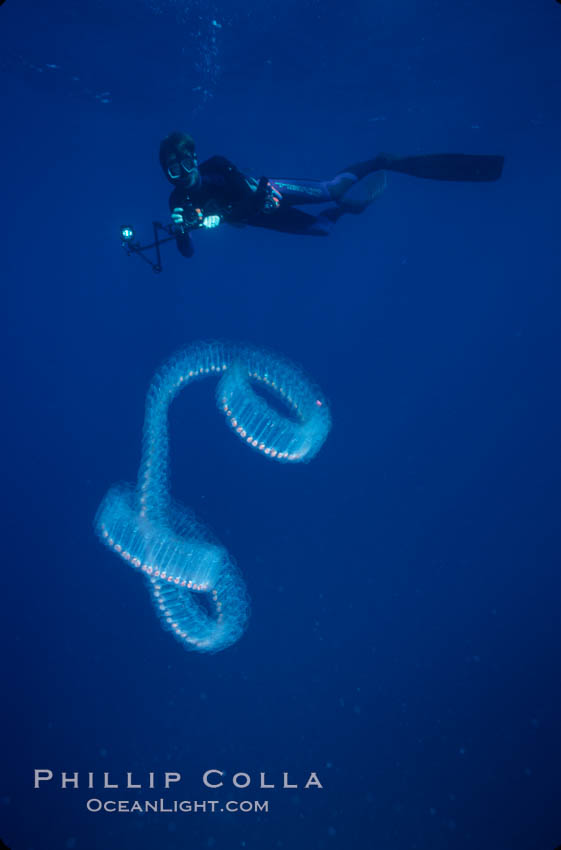 Diver and pelagic salp chain, open ocean., natural history stock photograph, photo id 03159