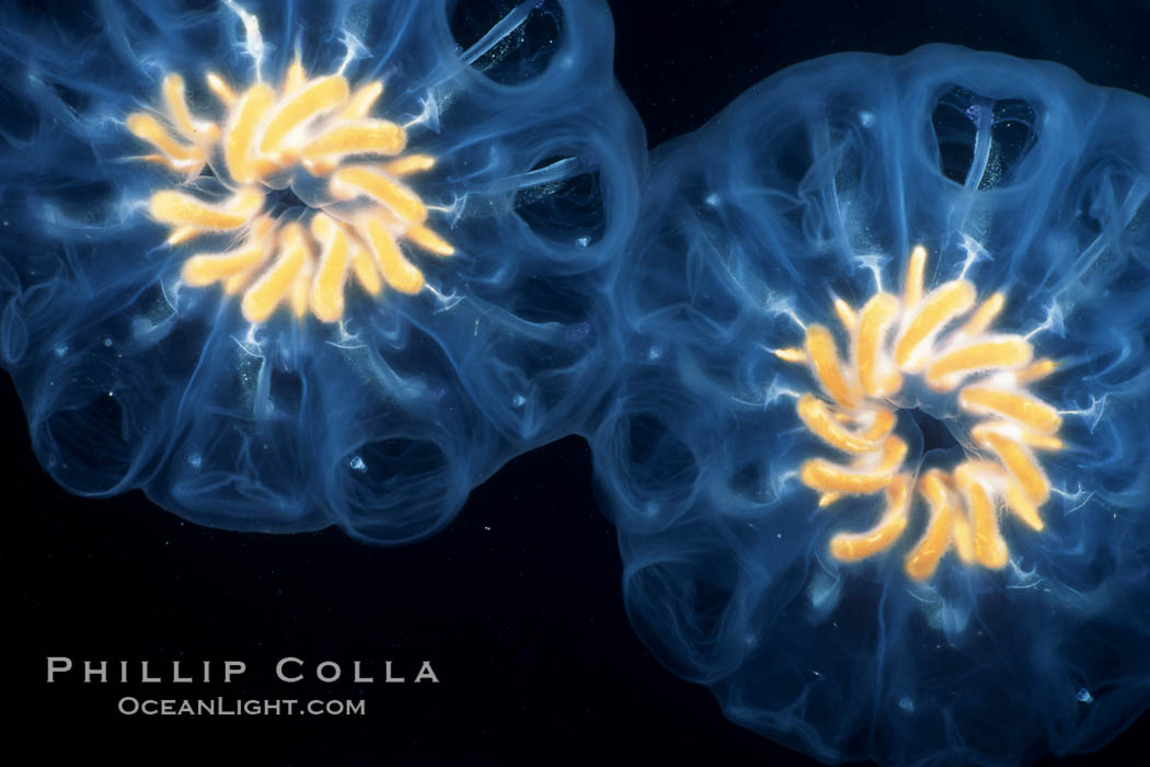 Salp (pelagic tunicate) reproduction, open ocean. San Diego, California, USA, Cyclosalpa affinis, natural history stock photograph, photo id 05339