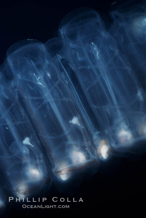Salp (pelagic tunicate), open ocean. San Diego, California, USA, Pegea confoederata, natural history stock photograph, photo id 05807