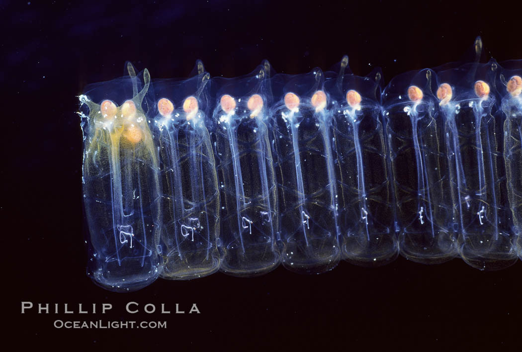 Salp (pelagic tunicate) chain. San Diego, California, USA, Pegea confoederata, natural history stock photograph, photo id 02494