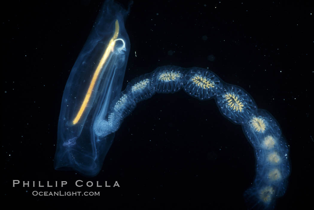 Salp (pelagic tunicate) reproduction, open ocean. San Diego, California, USA, Cyclosalpa affinis, natural history stock photograph, photo id 03770