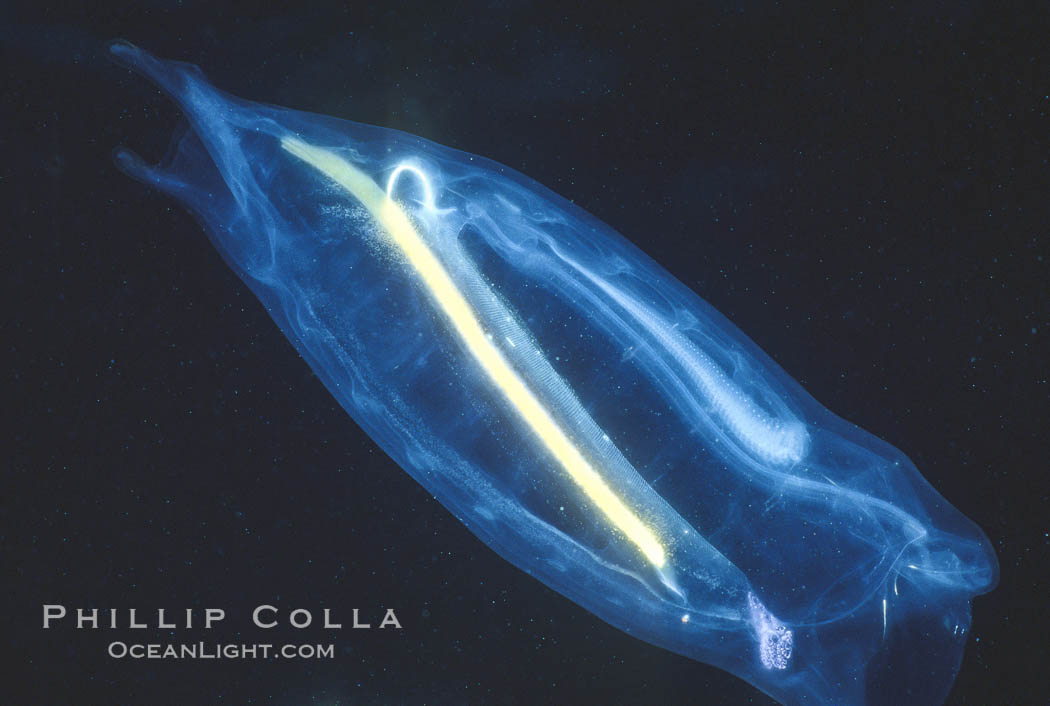 Salp (pelagic tunicate) reproduction, open ocean. San Diego, California, USA, Cyclosalpa affinis, natural history stock photograph, photo id 05338