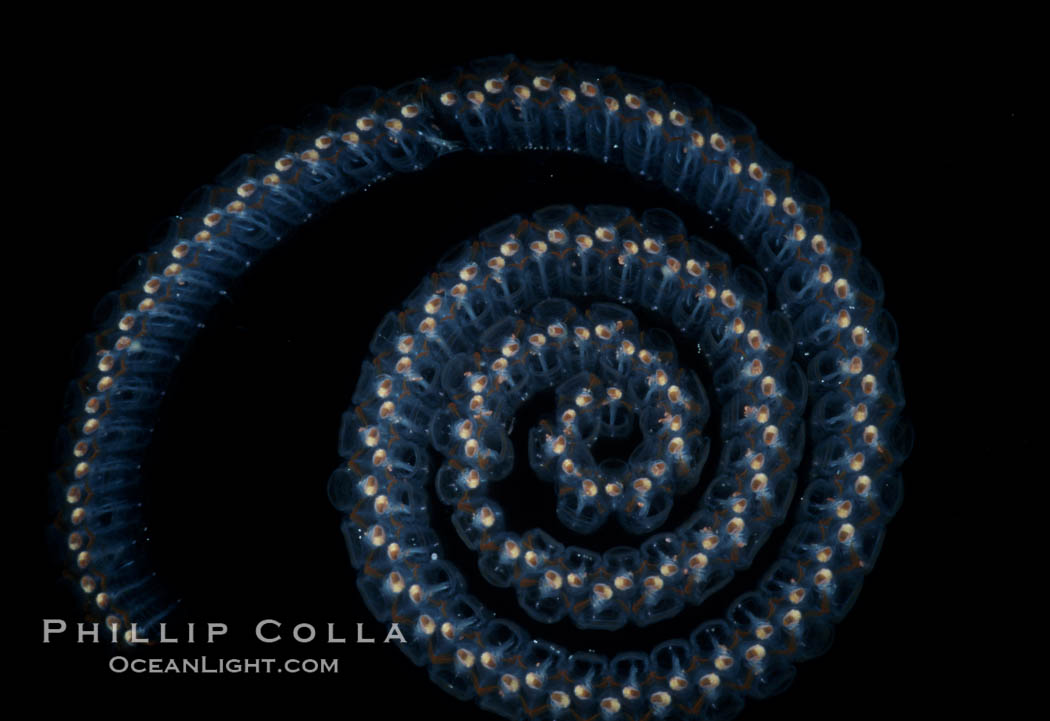 Salp (pelagic tunicate) chain. San Diego, California, USA, Pegea confoederata, natural history stock photograph, photo id 04700