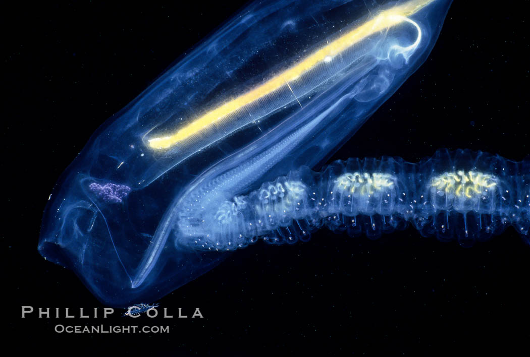 Salp (pelagic tunicate) reproduction, open ocean, Cyclosalpa affinis, San Diego, California