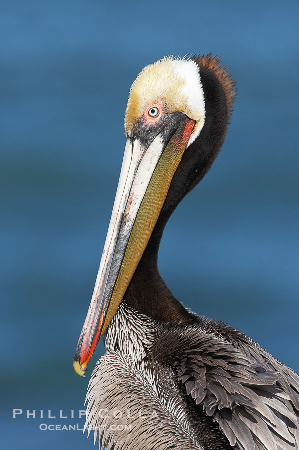 Brown pelican portrait, displaying winter breeding plumage with distinctive dark brown nape, yellow head feathers and red gular throat pouch., Pelecanus occidentalis, Pelecanus occidentalis californicus, natural history stock photograph, photo id 20322