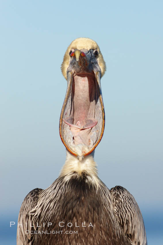 California brown pelican opening its large beak, Pelecanus occidentalis, Pelecanus occidentalis californicus, La Jolla
