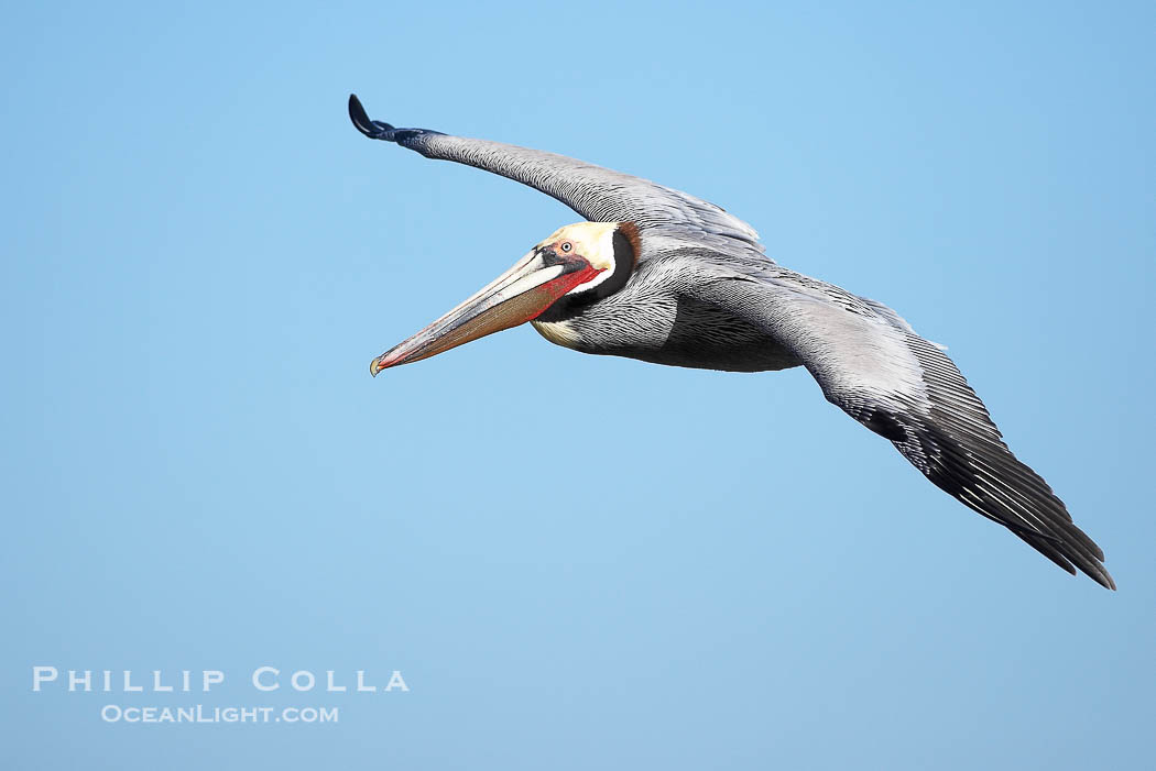 Brown pelican in flight.  The wingspan of the brown pelican is over 7 feet wide. The California race of the brown pelican holds endangered species status.  In winter months, breeding adults assume a dramatic plumage., Pelecanus occidentalis, Pelecanus occidentalis californicus, natural history stock photograph, photo id 20308