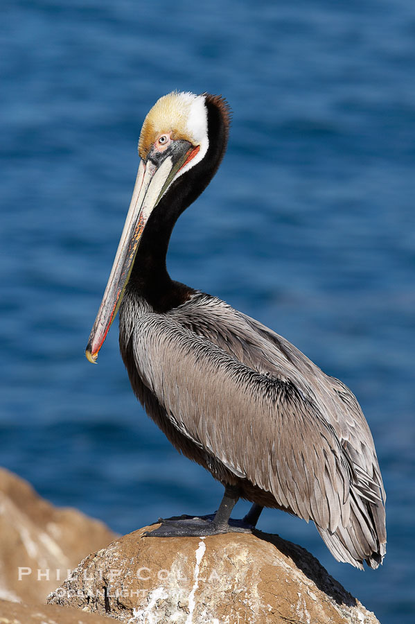 Brown pelican portrait, displaying winter breeding plumage with distinctive dark brown nape, yellow head feathers and red gular throat pouch., Pelecanus occidentalis, Pelecanus occidentalis californicus, natural history stock photograph, photo id 20312