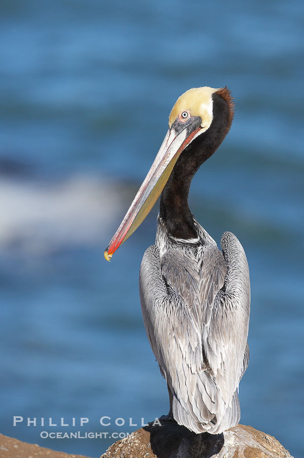 Brown pelican portrait, displaying winter breeding plumage with distinctive dark brown nape, yellow head feathers and red gular throat pouch., Pelecanus occidentalis, Pelecanus occidentalis californicus, natural history stock photograph, photo id 20319