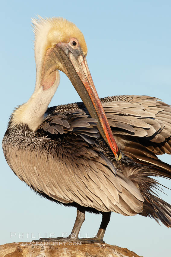A brown pelican preening, reaching with its beak to the uropygial gland (preen gland) near the base of its tail. Preen oil from the uropygial gland is spread by the pelican's beak and back of its head to all other feathers on the pelican, helping to keep them water resistant and dry. La Jolla, California, USA, Pelecanus occidentalis, Pelecanus occidentalis californicus, natural history stock photograph, photo id 22271