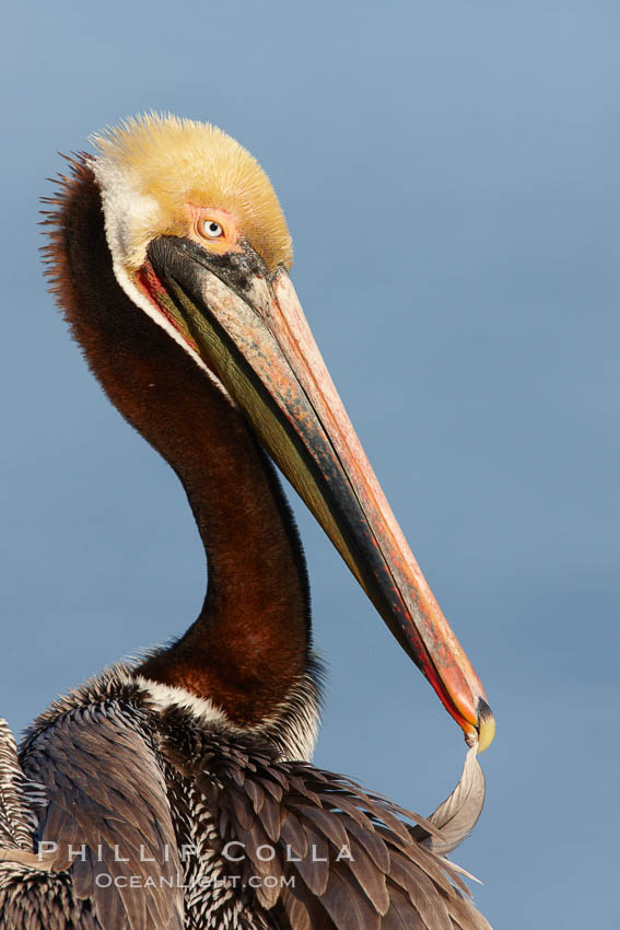 Brown pelican preening, cleaning its feathers after foraging on the ocean, with distinctive winter breeding plumage with distinctive dark brown nape, yellow head feathers and red gular throat pouch, Pelecanus occidentalis, Pelecanus occidentalis californicus, La Jolla, California