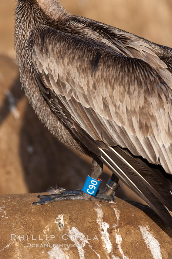 Brown pelican, juvenile with blue and gray identification bands on its legs. This large seabird has a wingspan over 7 feet wide. The California race of the brown pelican holds endangered species status, due largely to predation in the early 1900s and to decades of poor reproduction caused by DDT poisoning, Pelecanus occidentalis, Pelecanus occidentalis californicus, La Jolla