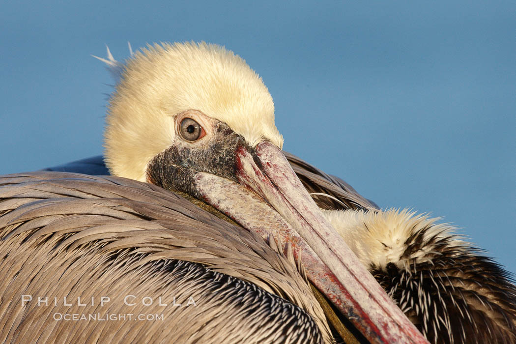 Brown pelican. This large seabird has a wingspan over 7 feet wide. The California race of the brown pelican holds endangered species status, due largely to predation in the early 1900s and to decades of poor reproduction caused by DDT poisoning. In winter months, breeding adults assume a dramatic plumage with brown neck, yellow and white head and bright red gular throat pouch, Pelecanus occidentalis, Pelecanus occidentalis californicus, La Jolla