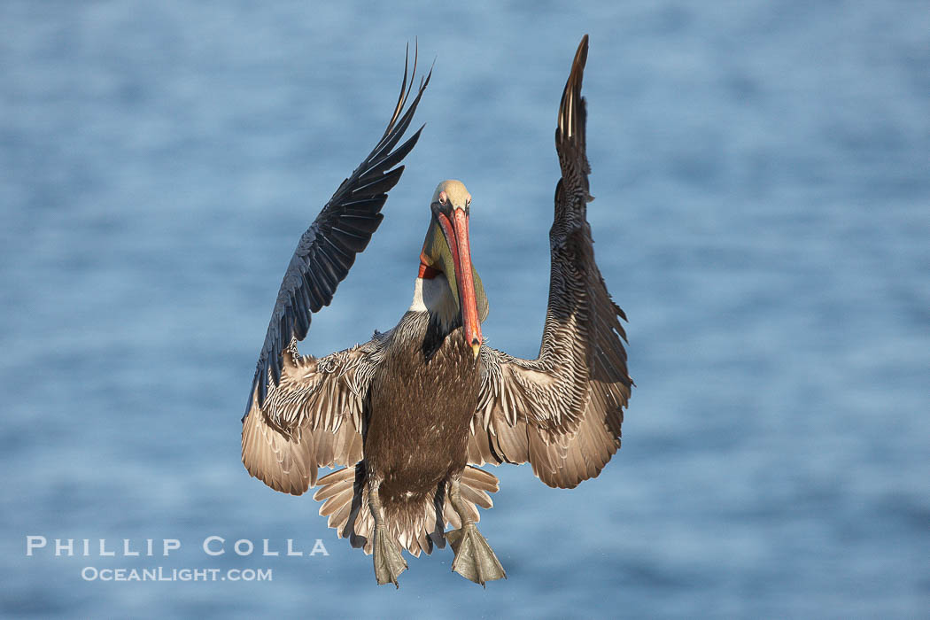 California brown pelican spreads its wings wide as it slows before landing on seacliffs., Pelecanus occidentalis, Pelecanus occidentalis californicus, natural history stock photograph, photo id 22157